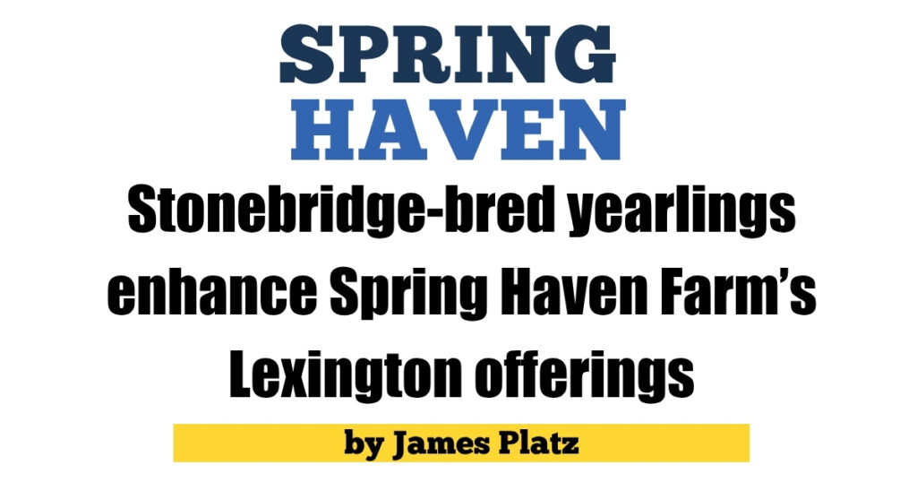 Stonebridge-bred yearlings enhance Spring Haven Farm’s Lexington ...